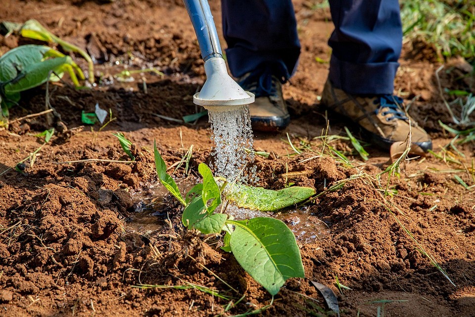 Янтарная кислота в огороде: область применения и рекомендации для улучшения роста растений6