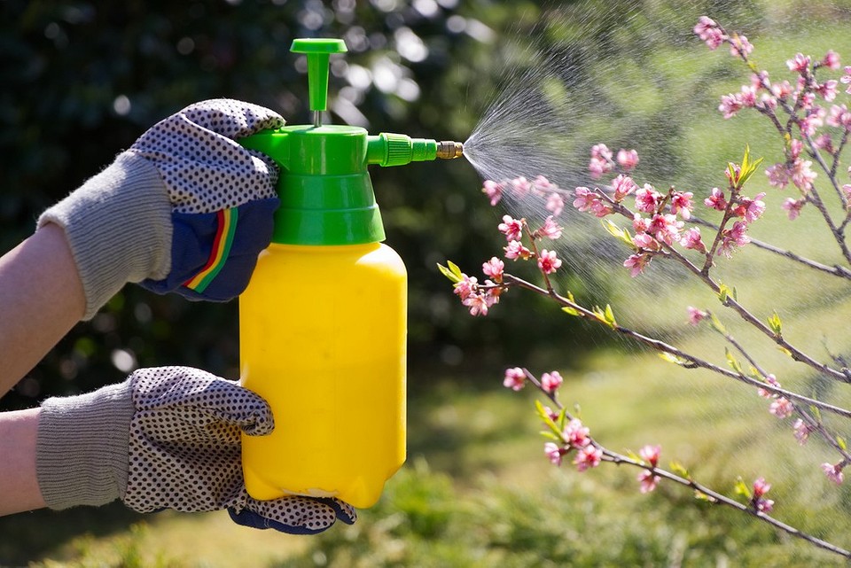 Янтарная кислота в огороде: область применения и рекомендации для улучшения роста растений8