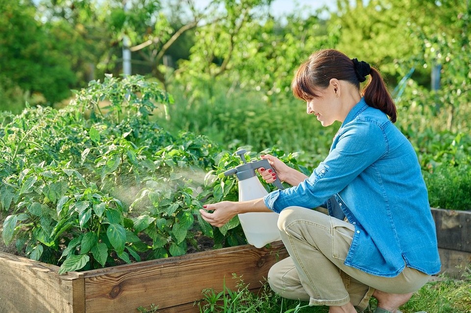 Янтарная кислота в огороде: область применения и рекомендации для улучшения роста растений7