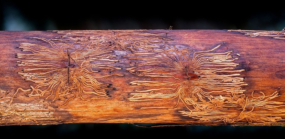 Как избавиться от короедов в деревянном доме: 6 советов по борьбе с жуками5