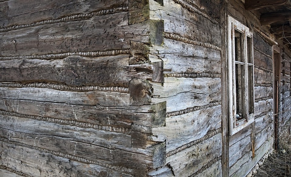 Как избавиться от короедов в деревянном доме: 6 советов по борьбе с жуками7