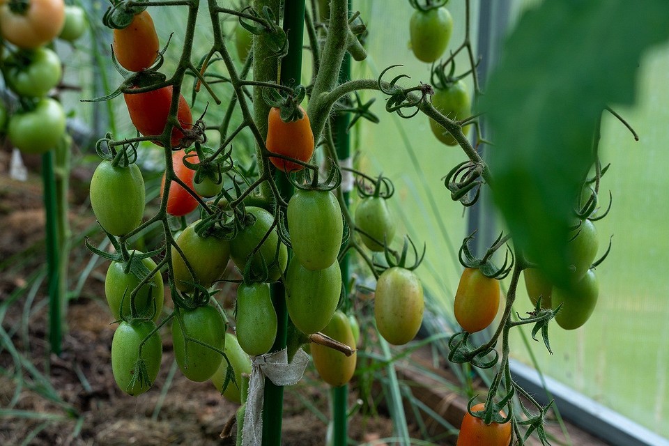 Как остановить жирование томатов в теплице: советы по борьбе и профилактике8