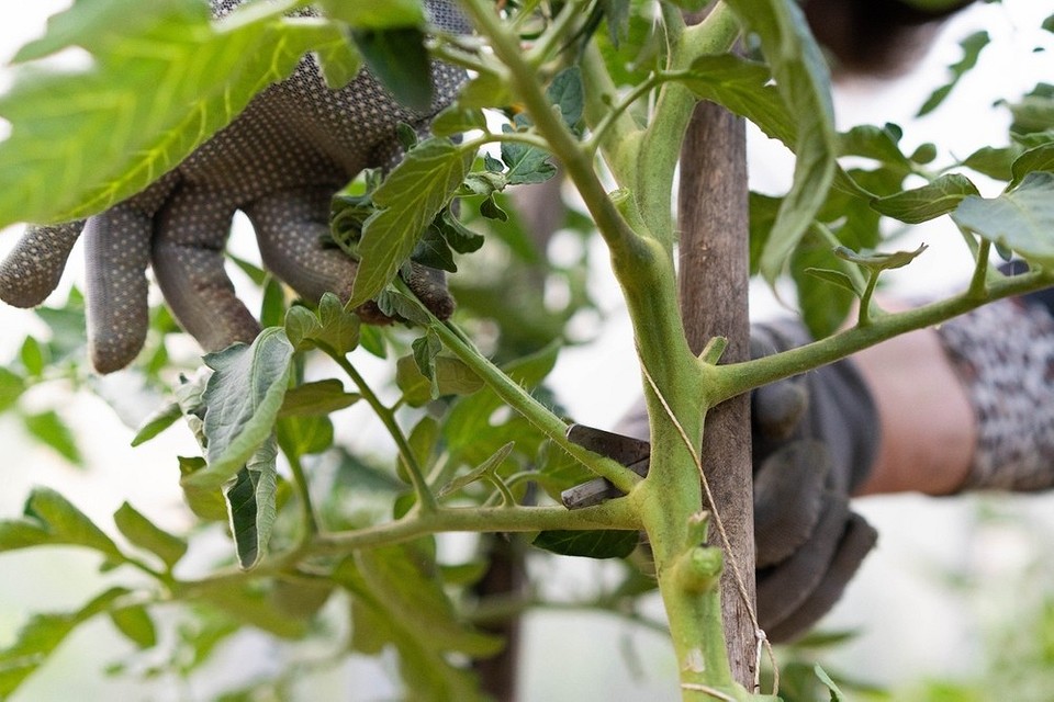 Как остановить жирование томатов в теплице: советы по борьбе и профилактике4