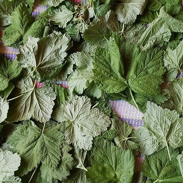 Когда собирать листья смородины на чай: сроки и правила заготовки на зиму3