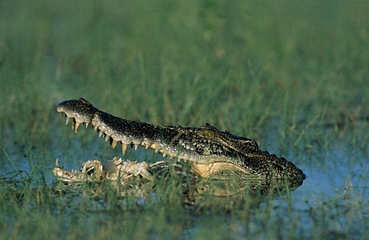 Найдены окаменелости ранее неизвестного вида древних крокодилов