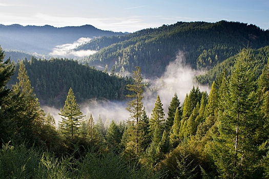 Нейросеть смогла опознать деревья в лесах с точностью до 85%