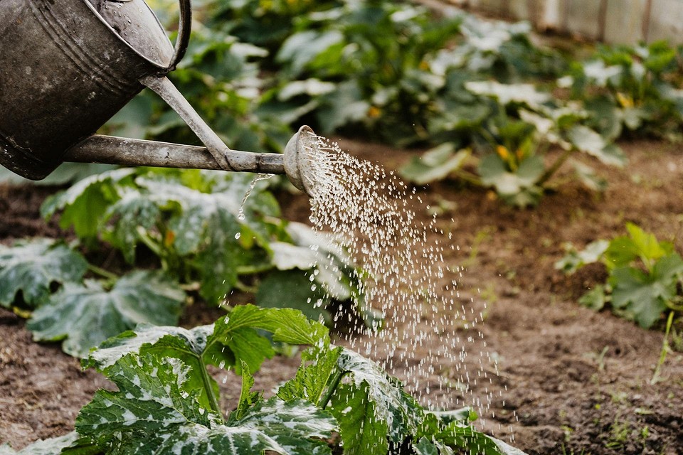 Применение молочной сыворотки в огороде для подкормки растений1