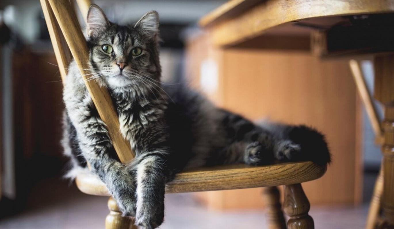 Раз и на всегда: несколько простых способов отучить кошку драть диван