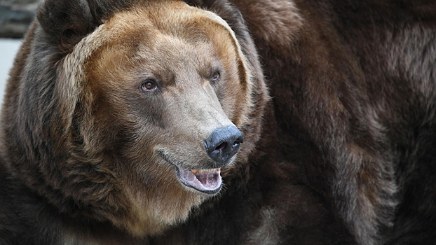 Сбежавший медведь убил женщину под Петербургом