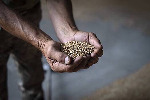 Турция начала работу по возобновлению зерновой сделки