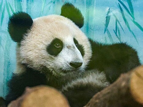 Назван вес панды Катюши из Московского зоопарка