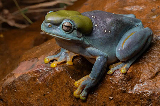 В Австралии нашли редкую голубую древесную лягушку