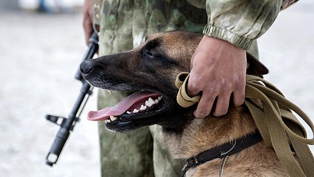 ВС РФ применяют собак для борьбы с дронами