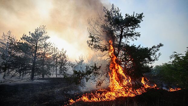 В Якутии площадь природных пожаров превысила 900 тыс. га