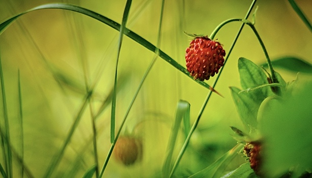 В России предложили выращивать ягоды с помощью нейросетей