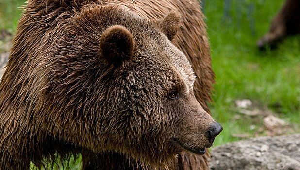 Жители приморского села застрелили медведя на пороге своего дома