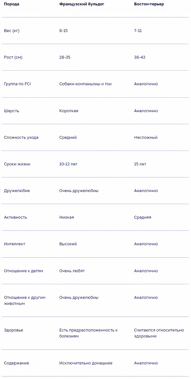 Бостон-терьер и французский бульдог – сравнение и отличие двух пород1