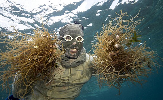 Ежегодный фестиваль морских водорослей прошел на Филиппинах