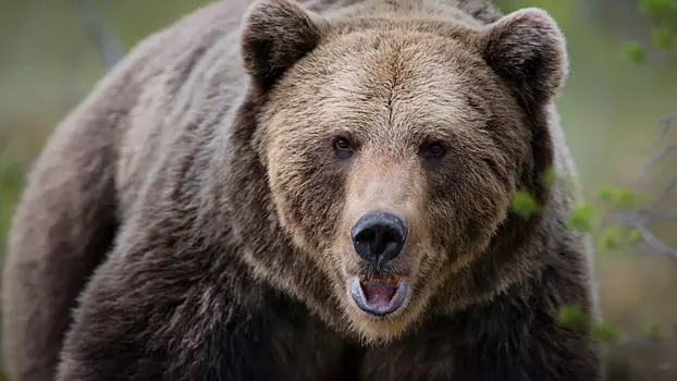 На Камчатке пес отвлек четырех медведей от своего хозяина