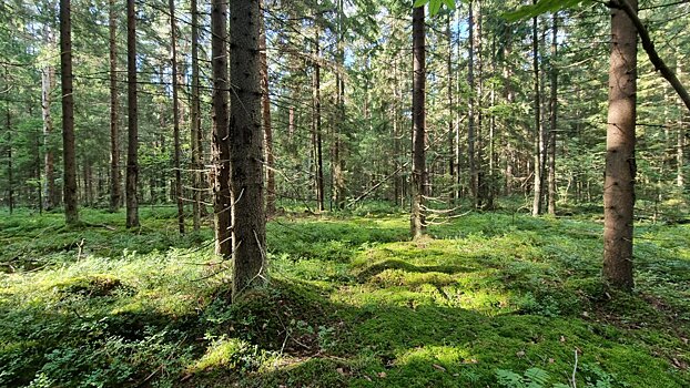 Супруги-грибники таинственно погибли в лесу Подмосковья