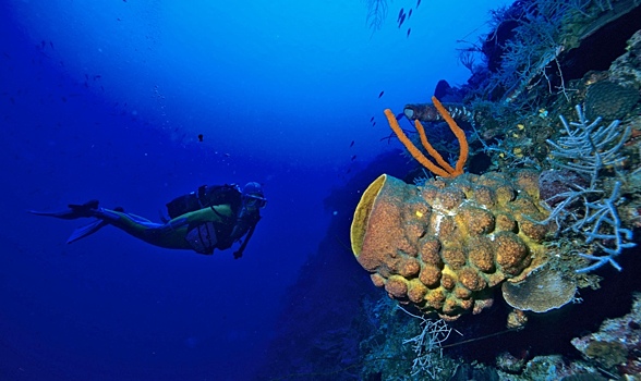 Обнаружены морские микробы, разлагающие пластик