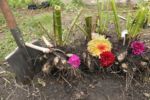 Выкапывать ли георгины на зиму: советы и рекомендации0