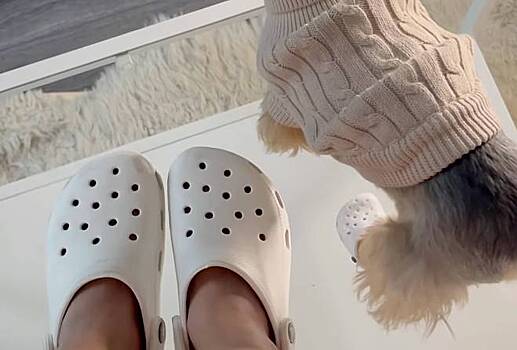 Crocs начала продавать резиновые кроксы для собак