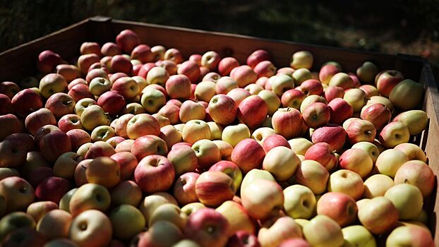 Как выбрать вкусные яблоки: пять надежных способов