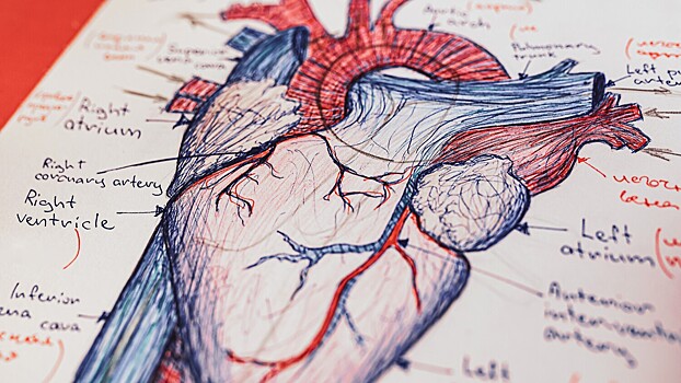 Ученые назвали способ восстановить сердце после инфаркта