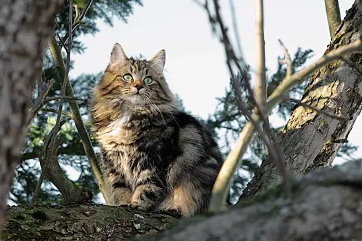 Семь самых ласковых пород кошек