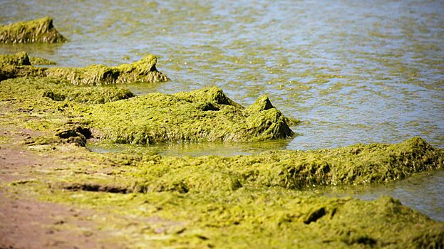 Обнаружены водоросли, вызывающие потерю памяти у человека