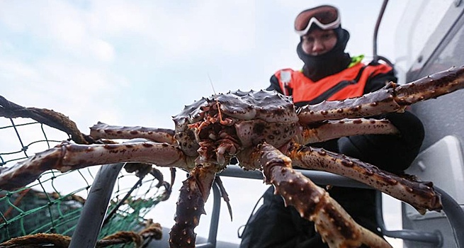 Япония рекордно закупилась российскими крабами