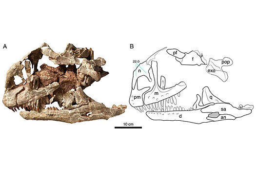В Китае показали огромный череп динозавра неизвестного вида